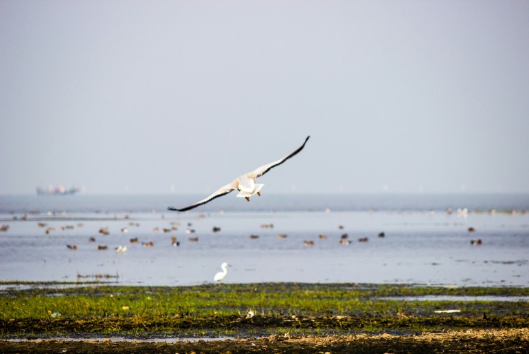 A bird flying over the Chilika Lake, which is one of the top 7 wildlife sanctuaries in India