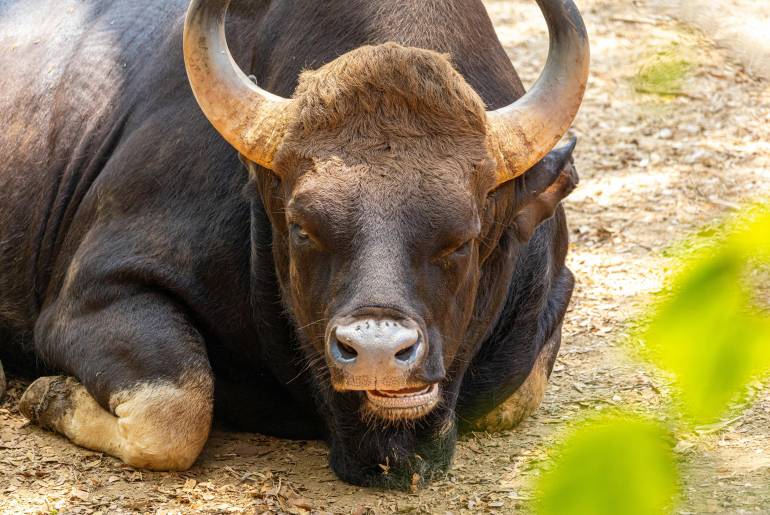 Bison in one of the top 7 wildlife sanctuaries in India 