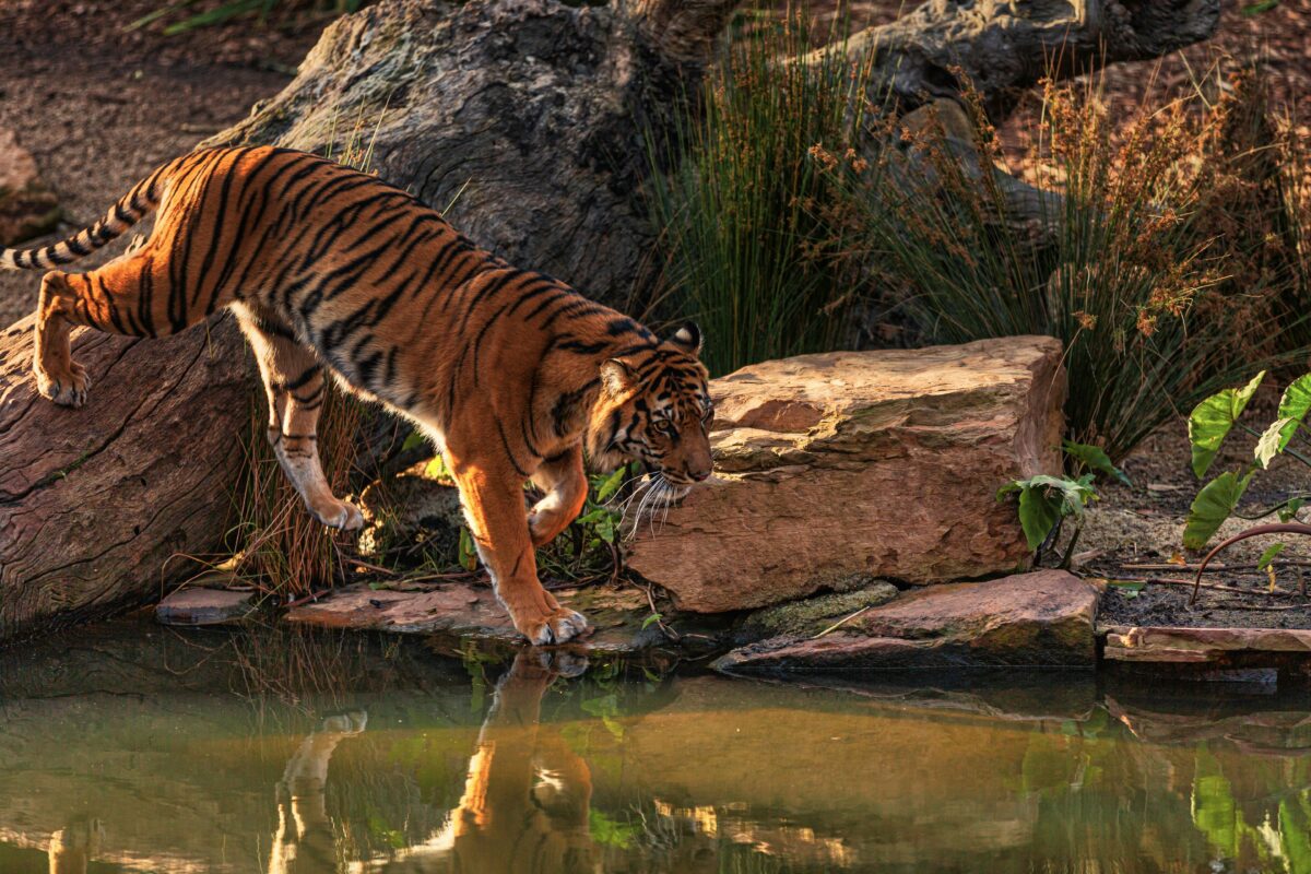 Top 7 wildlife sanctuaries in India