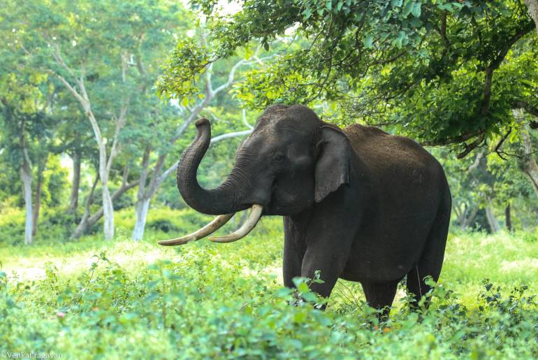 Asian elephant in one of the top 7 wildlife sanctuaries in India 