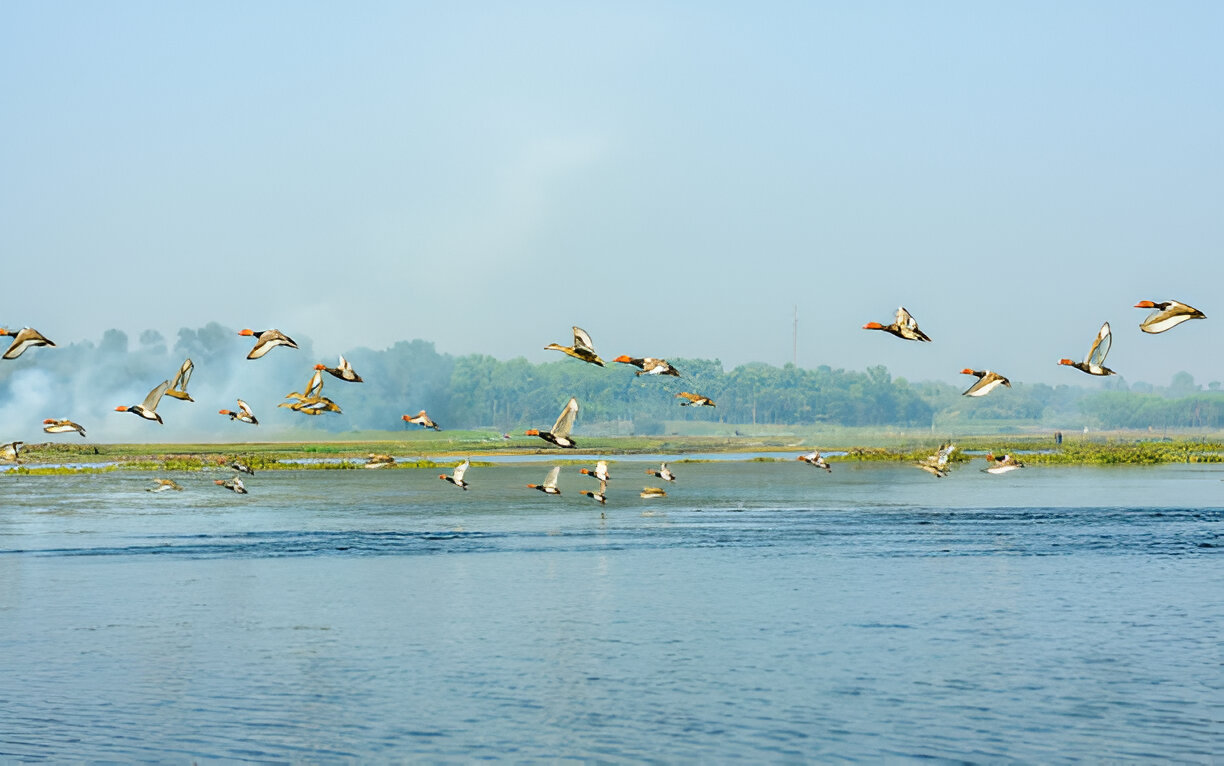 Birds flying in a wildlife sanctuary