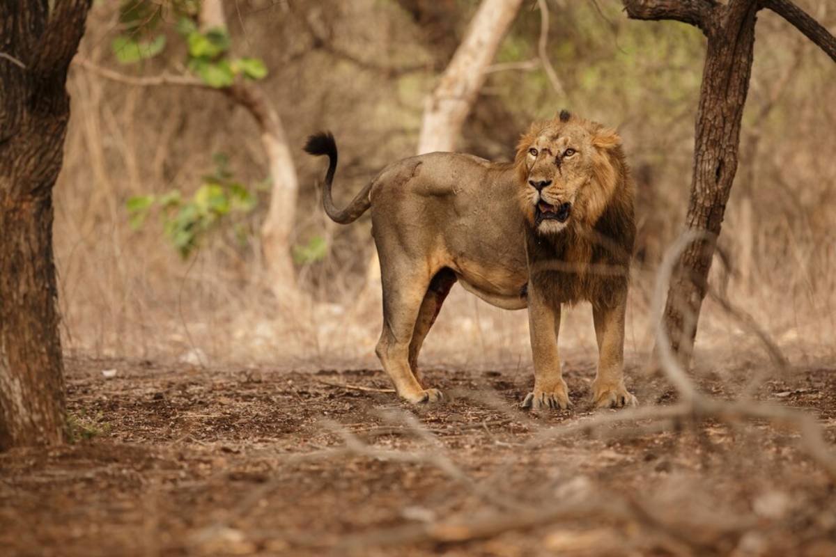 Asiatic Lion