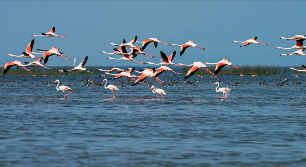 chilika lake