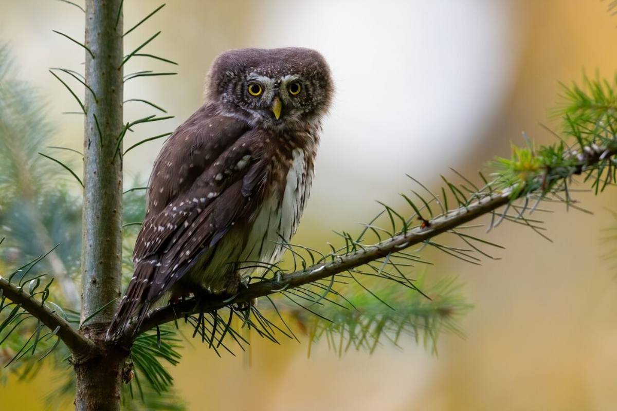 Forest Owlet