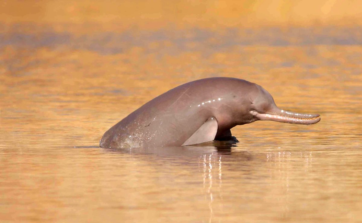 Ganges River Dolphin