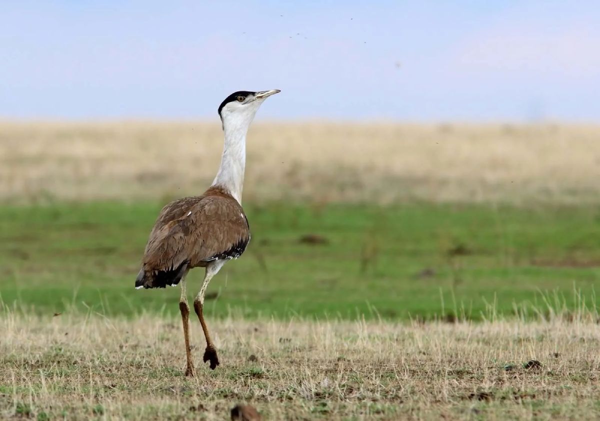 Great Indian Bustard