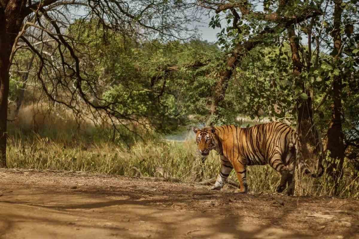 Jim Corbett National Park