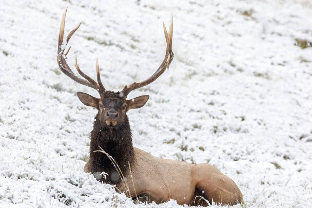 Kashmir Stag