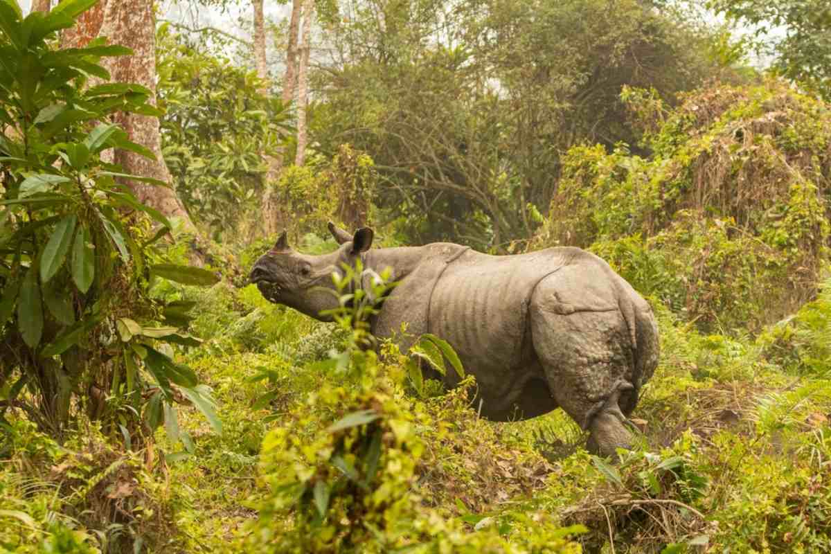 Kaziranga National Park