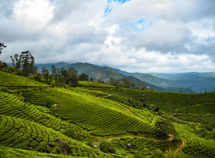 Munnar in winter in South India