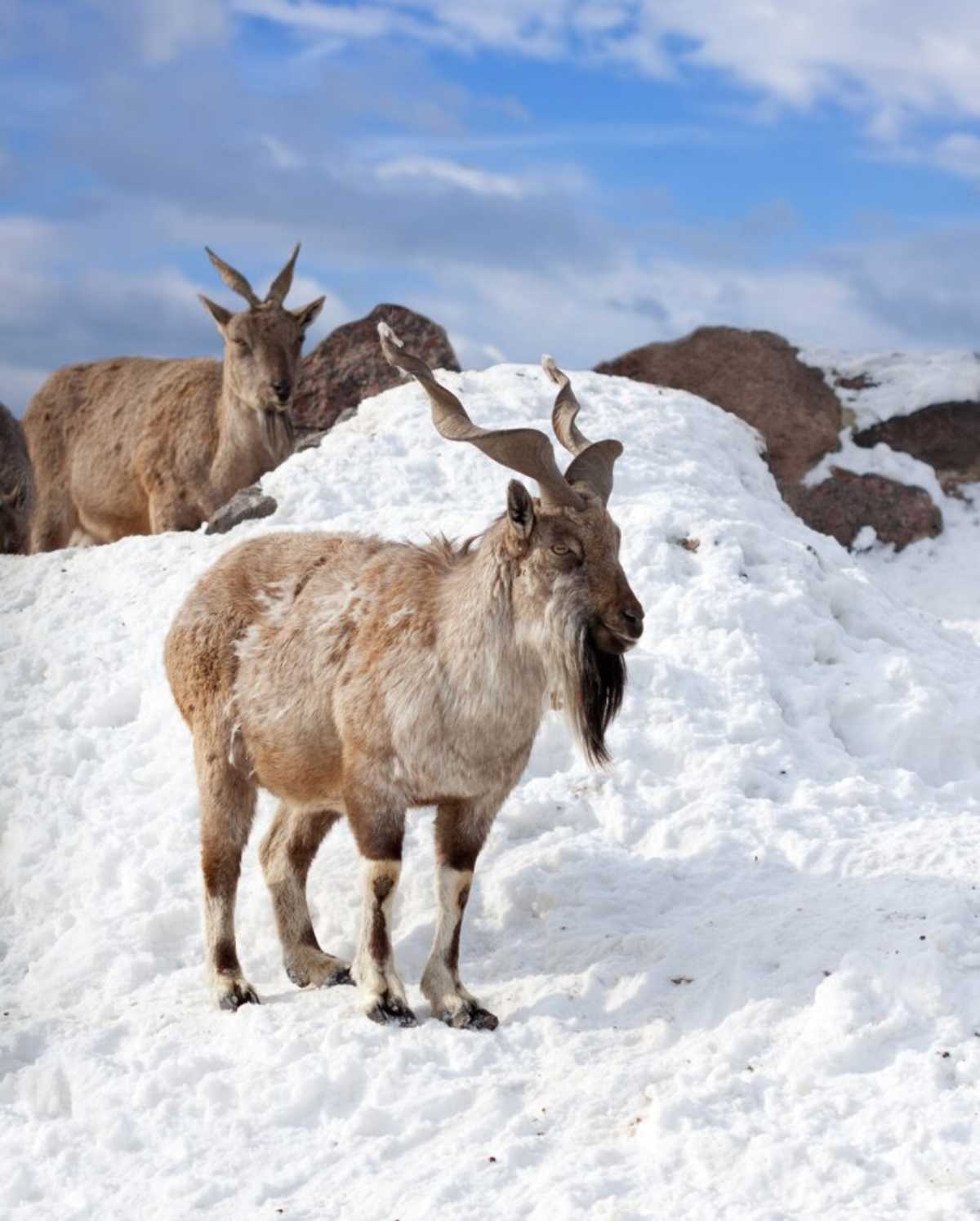 Nilgiri Tahr