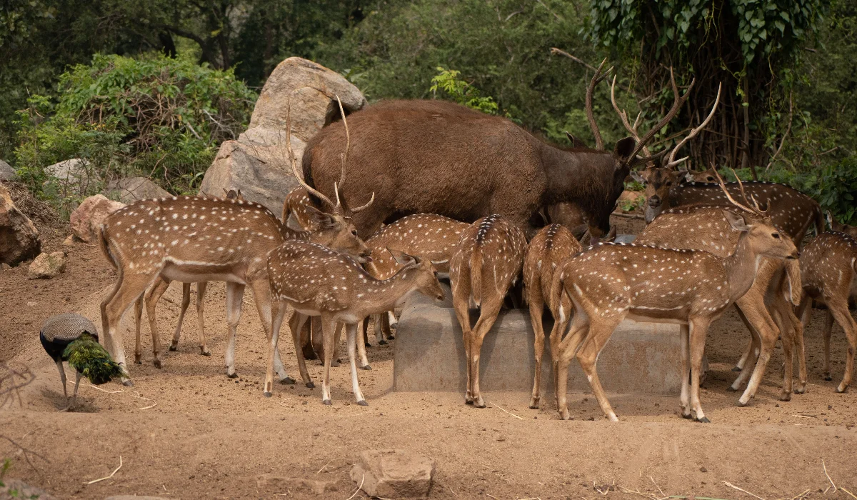 Pench National Park Turia Gate