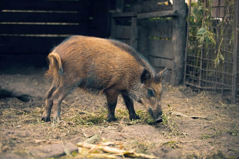 Pygmy Hog