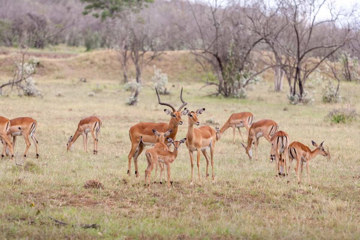 Ranthambore National Park