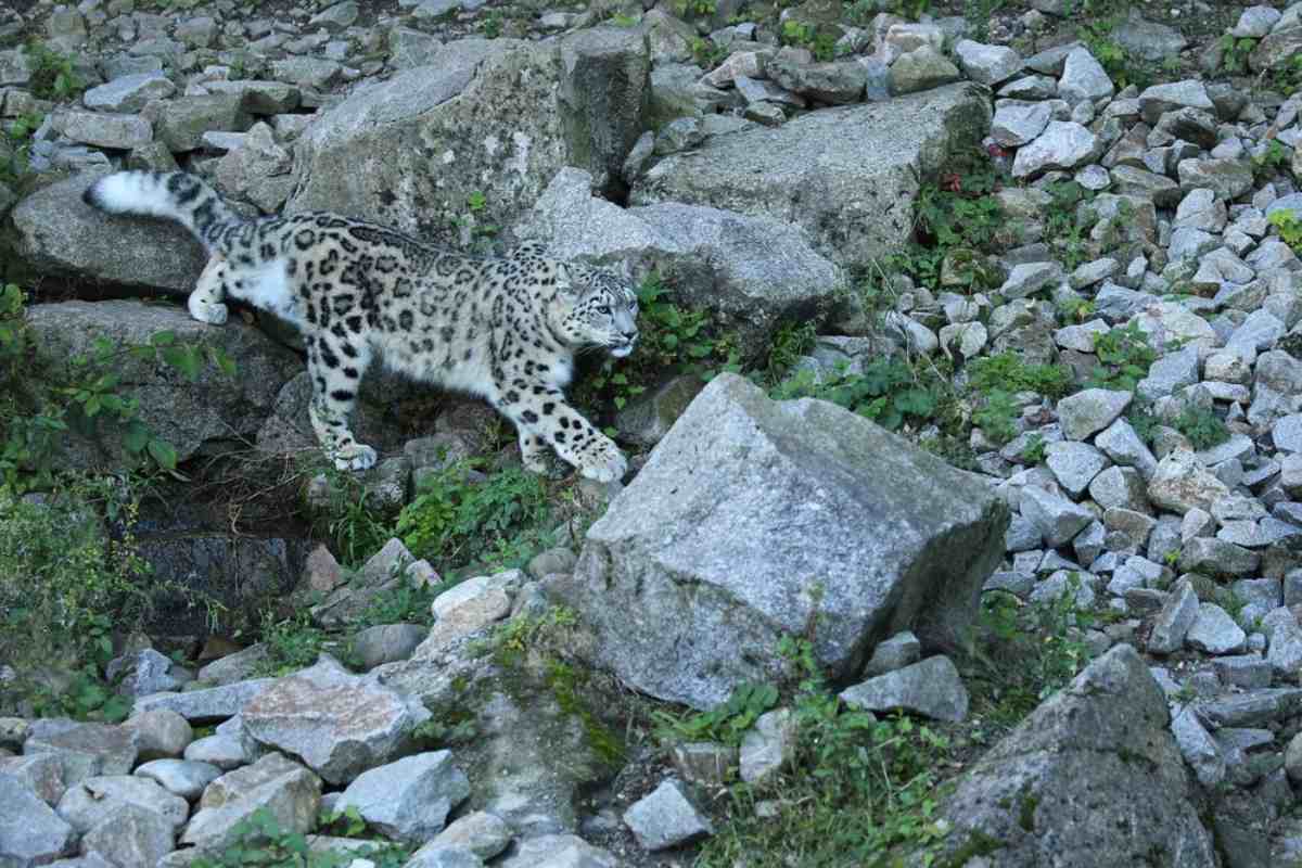 Snow Leopard