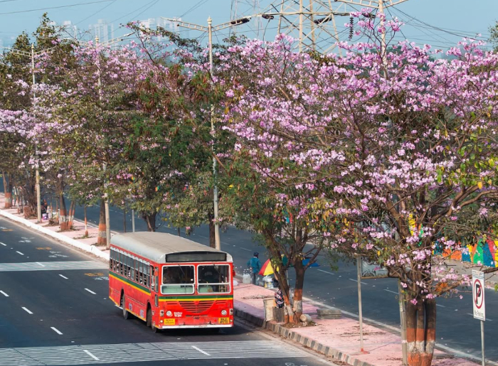 Vikhroli Cherry Blossoms