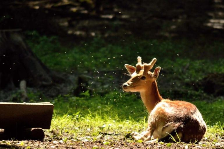best time to visit wildlife sanctuaries (1)