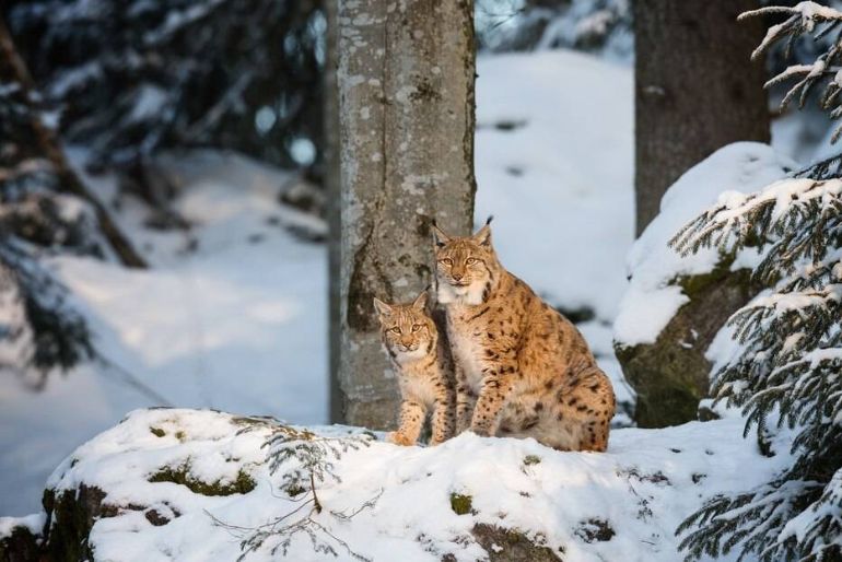 best time to visit wildlife sanctuaries