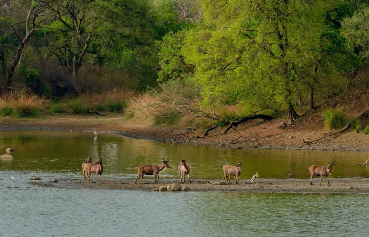 best time to visit wildlife sanctuaries