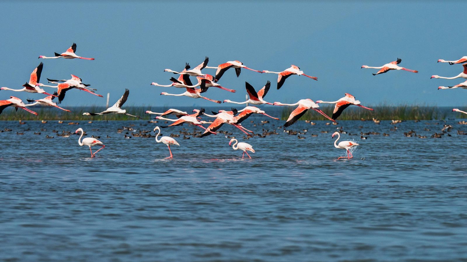 chilika lake