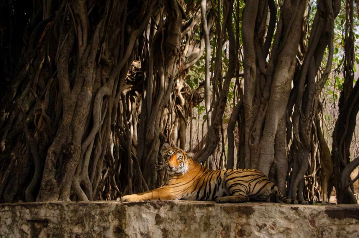 pench national park turia gate