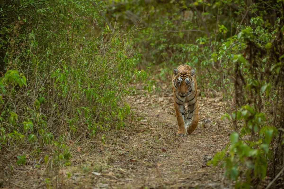 pench safari charges