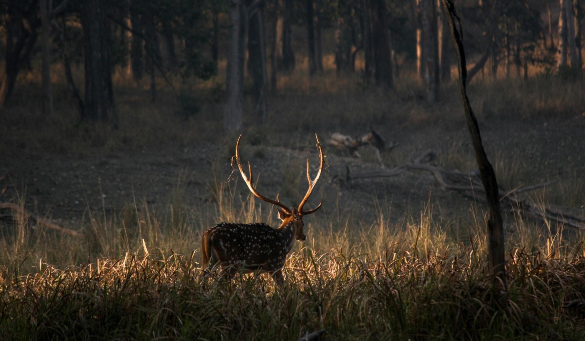 A sambar in India's wildlife sanctuaries