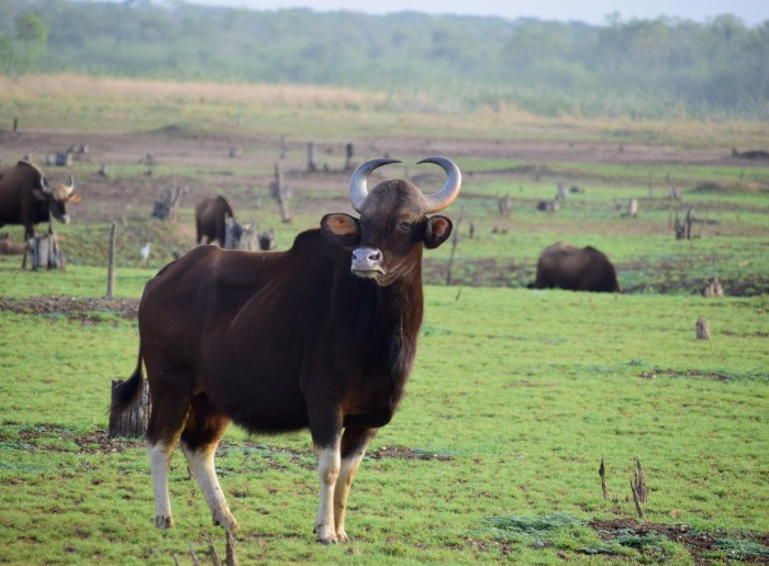 Bison in an Indian wildlife sanctuary