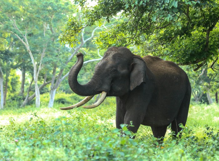 Elephant in one of the wildlife sanctuaries of India