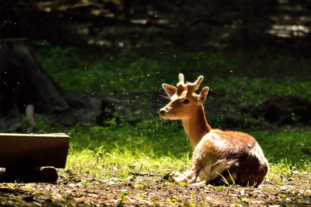 summer wildlife sanctuaries