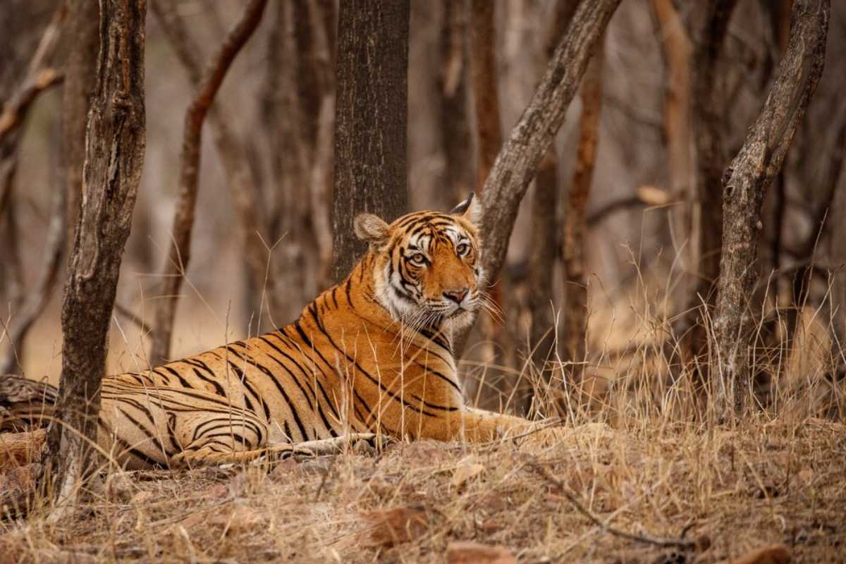 tiger reserves in india