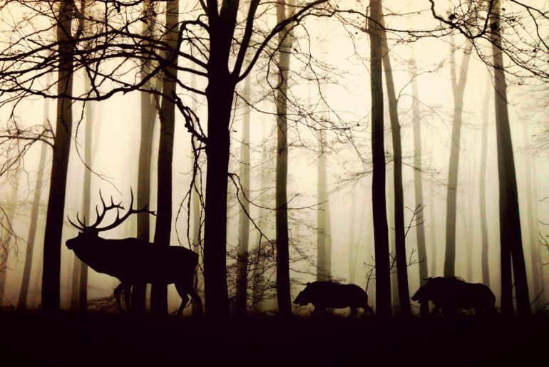 Top Travel Tips For Wildlife Sanctuaries In India 1 travel tips wildlife sanctuaries india
