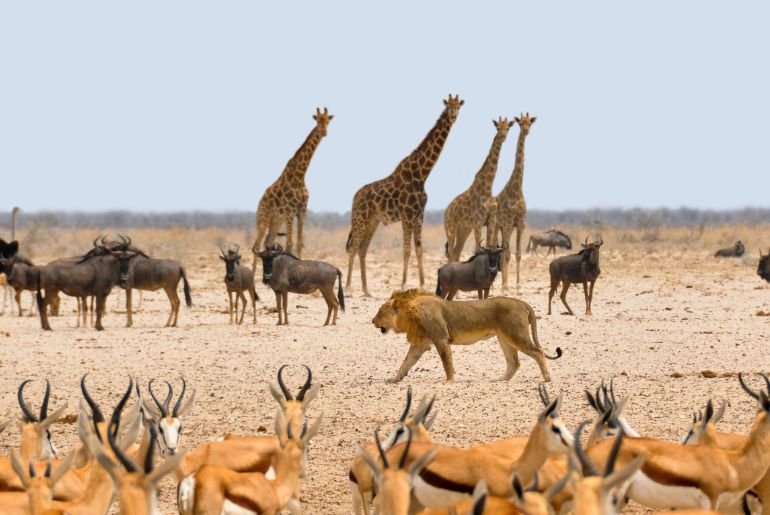 Top Travel Tips For Wildlife Sanctuaries In India 2 travel tips wildlife sanctuaries india