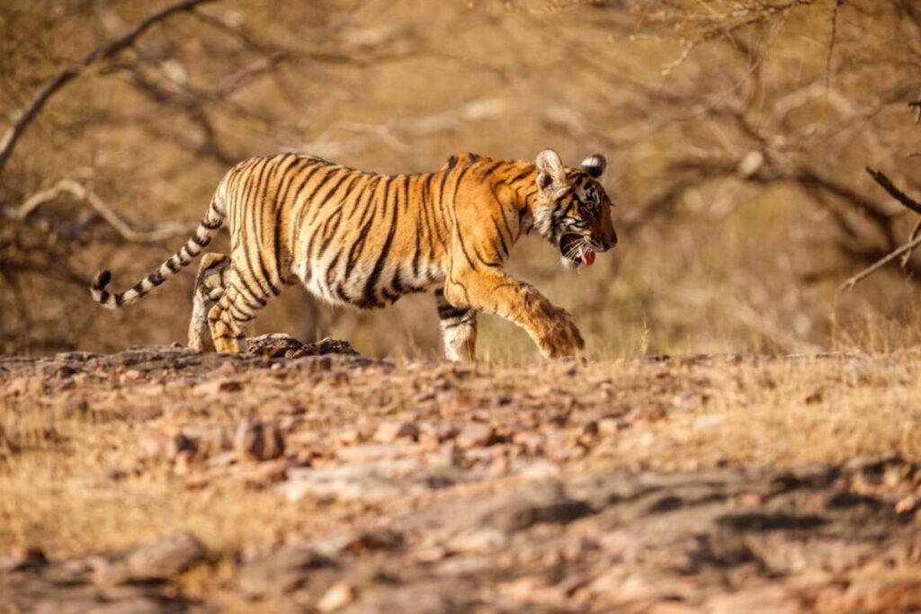 wildlife safari in india