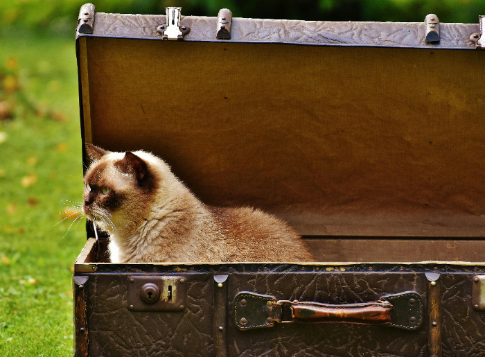 Cat in a suitcase