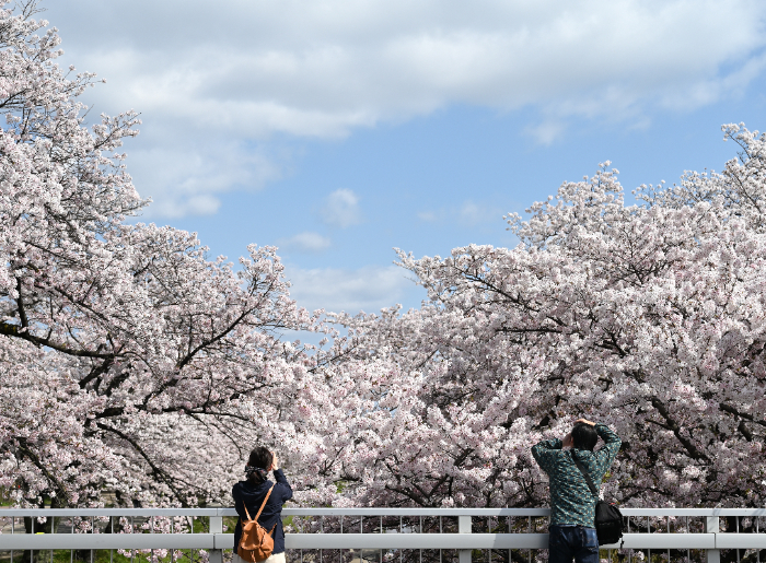 Cherry Blossom in Japan