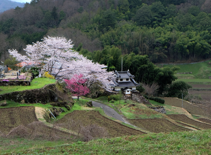 Cherry blossom in Japan