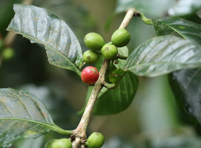 Coffee plantations