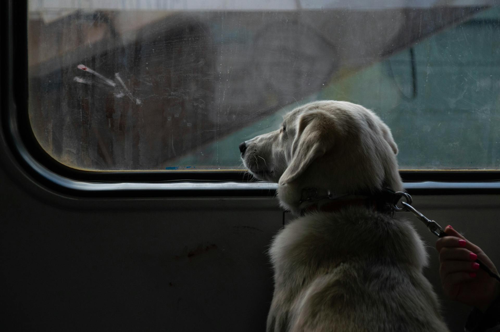 how to travel with dog in train