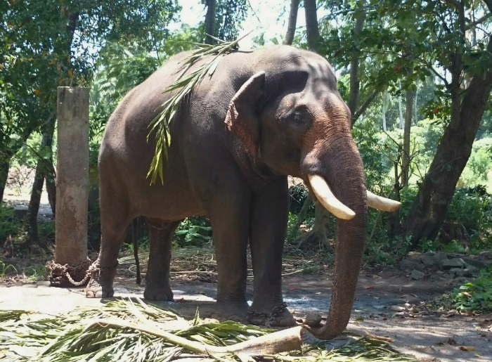 Elephant in Guruvayur