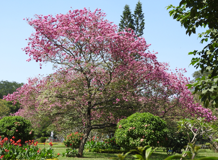 Pink trumpet trees