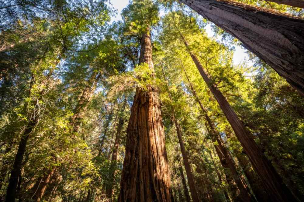 Santa Cruz and Henry Cowell Redwoods State Park