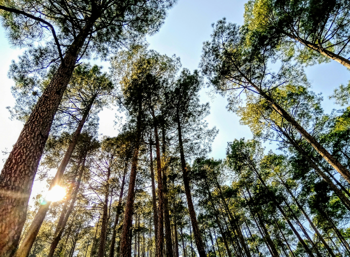 Tirthan Valley's forests