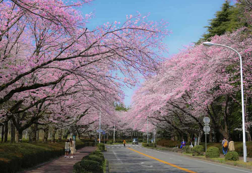 best places to enjoy cherry blossom in japan