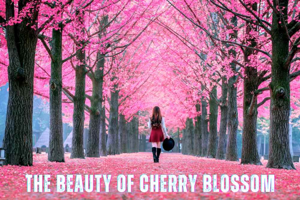 cherry Blossom