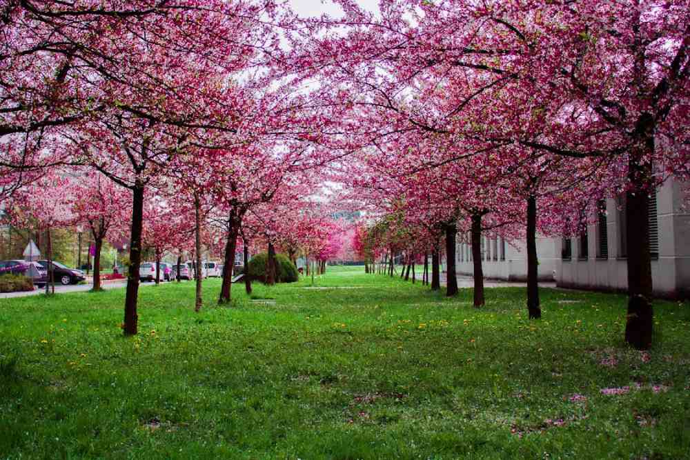 cherry blossom in india