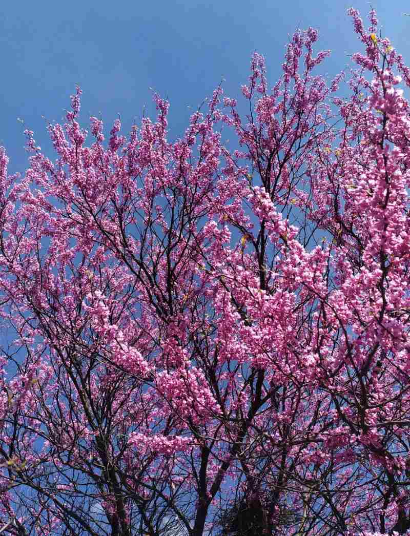 cherry blossom tree in india