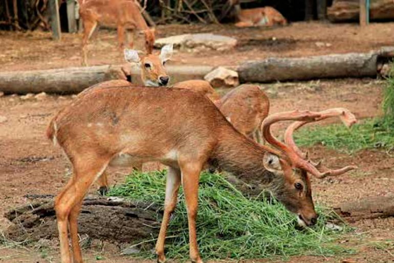 Experience The Floating National Park Of India 2 floating national park of India