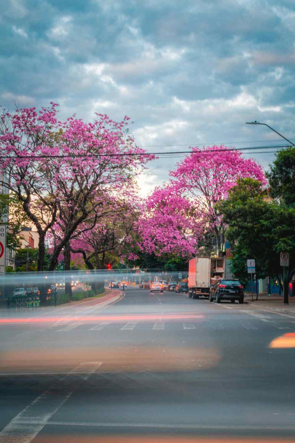 mumbai cherry blossom