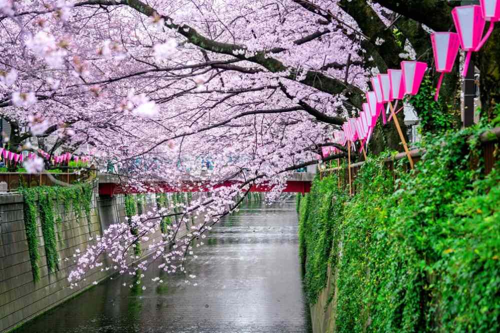 where to see cherry blossom